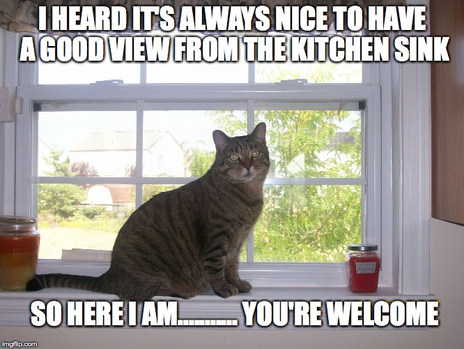 The mind of a cat | I HEARD IT'S ALWAYS NICE TO HAVE A GOOD VIEW FROM THE KITCHEN SINK SO HERE I AM........... YOU'RE WELCOME | image tagged in cats,funny,cute,window seat,smart cat | made w/ Imgflip meme maker
