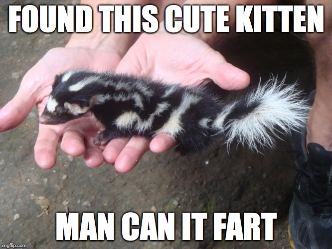 bad kitty | FOUND THIS CUTE KITTEN MAN CAN IT FART | image tagged in kitten,mistakes | made w/ Imgflip meme maker