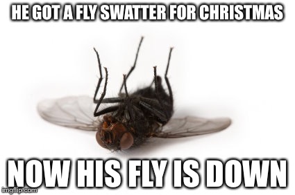 Ah, fly puns | HE GOT A FLY SWATTER FOR CHRISTMAS NOW HIS FLY IS DOWN | image tagged in dead fly,pun | made w/ Imgflip meme maker