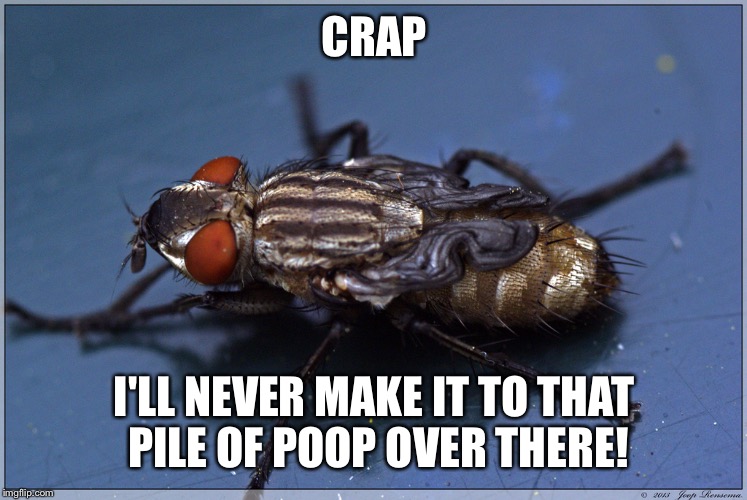 CRAP I'LL NEVER MAKE IT TO THAT PILE OF POOP OVER THERE! | made w/ Imgflip meme maker