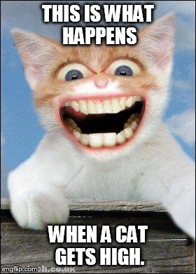 the curse of catnip!!!!!!! XD | THIS IS WHAT HAPPENS WHEN A CAT GETS HIGH. | image tagged in crazy cat | made w/ Imgflip meme maker