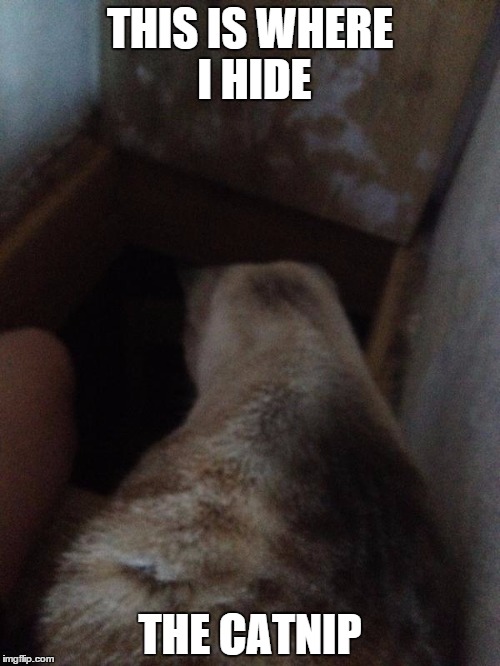 Kitty Crawl Space | THIS IS WHERE I HIDE THE CATNIP | image tagged in cat,crawlspace,spooky | made w/ Imgflip meme maker