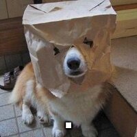 I'm not your dog | . | image tagged in i'm not your dog | made w/ Imgflip meme maker