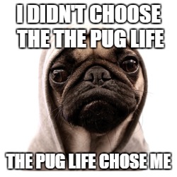 pug life | I DIDN'T CHOOSE THE THE PUG LIFE THE PUG LIFE CHOSE ME | image tagged in pug life | made w/ Imgflip meme maker