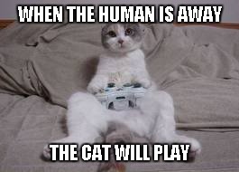 The cat probably has the high score too. | WHEN THE HUMAN IS AWAY THE CAT WILL PLAY | image tagged in cat,xbox,cat playing xbox,funny,animals | made w/ Imgflip meme maker