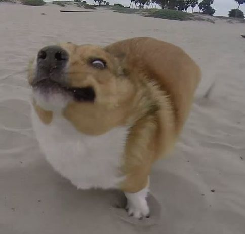 High Quality Corgi Trips Blank Meme Template