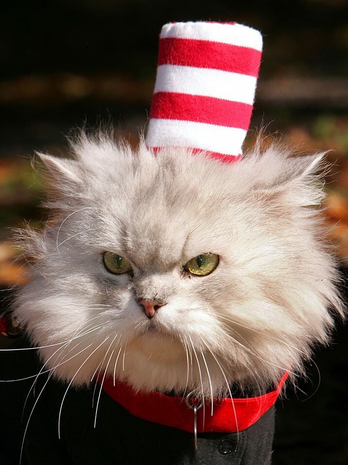 High Quality Cat in the hat Blank Meme Template