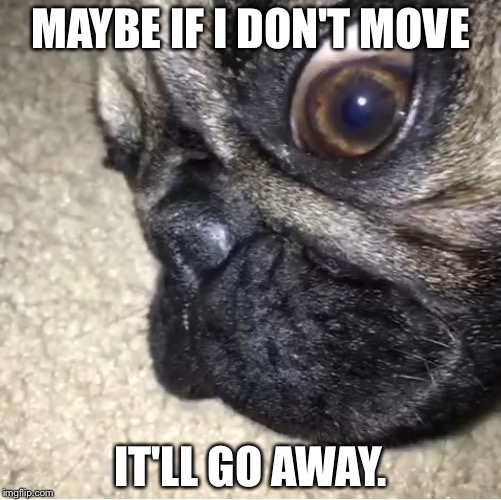MAYBE IF I DON'T MOVE IT'LL GO AWAY. | image tagged in pugs | made w/ Imgflip meme maker