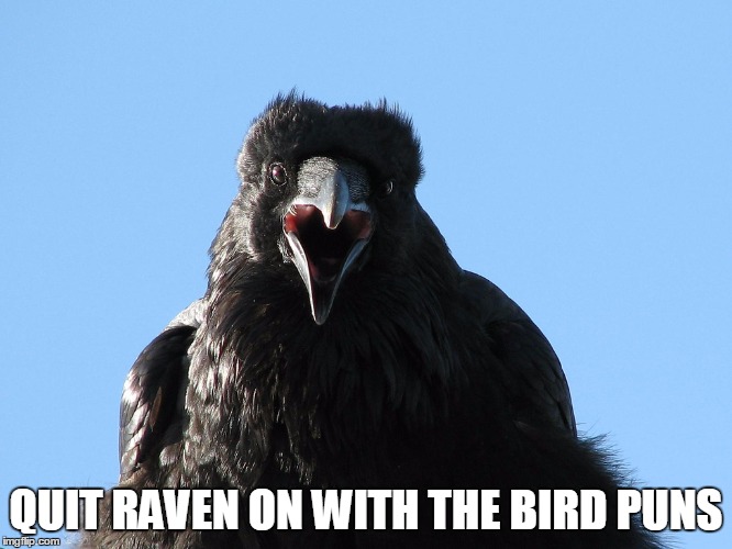 QUIT RAVEN ON WITH THE BIRD PUNS | made w/ Imgflip meme maker