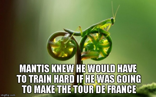Train hard...win easy | MANTIS KNEW HE WOULD HAVE TO TRAIN HARD IF HE WAS GOING TO MAKE THE TOUR DE FRANCE | image tagged in praying mantis,mantis technique,bicycle,insects,funny | made w/ Imgflip meme maker