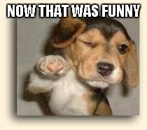 You Da Man Dog | NOW THAT WAS FUNNY | image tagged in you da man dog | made w/ Imgflip meme maker