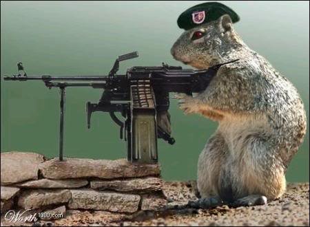 Squirrel machine gun Blank Meme Template