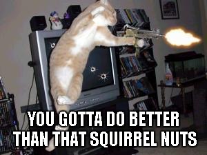 Machine Gun Cat | YOU GOTTA DO BETTER THAN THAT SQUIRREL NUTS | image tagged in machine gun cat | made w/ Imgflip meme maker