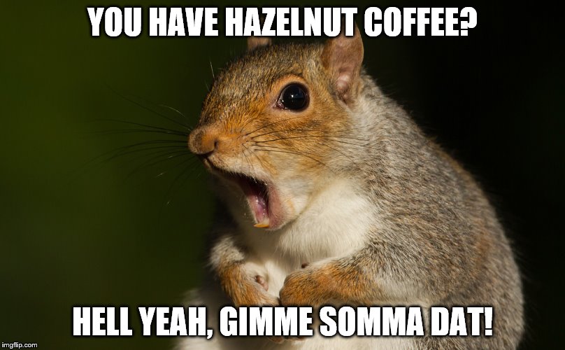 Morning squirrel | YOU HAVE HAZELNUT COFFEE? HELL YEAH, GIMME SOMMA DAT! | image tagged in morning,coffee | made w/ Imgflip meme maker