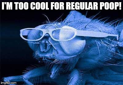 Cool Fly | I'M TOO COOL FOR REGULAR POOP! | image tagged in fly | made w/ Imgflip meme maker
