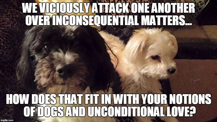 WE VICIOUSLY ATTACK ONE ANOTHER OVER INCONSEQUENTIAL MATTERS... HOW DOES THAT FIT IN WITH YOUR NOTIONS OF DOGS AND UNCONDITIONAL LOVE? | image tagged in two dogs | made w/ Imgflip meme maker