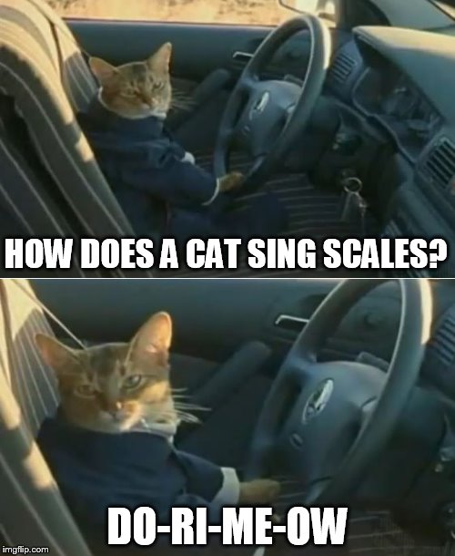 Boat Cat in Car | HOW DOES A CAT SING SCALES? DO-RI-ME-OW | image tagged in boat cat in car,memes,i should buy a boat cat | made w/ Imgflip meme maker