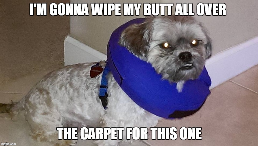 I'M GONNA WIPE MY BUTT ALL OVER THE CARPET FOR THIS ONE | image tagged in mad dog,dog fun | made w/ Imgflip meme maker