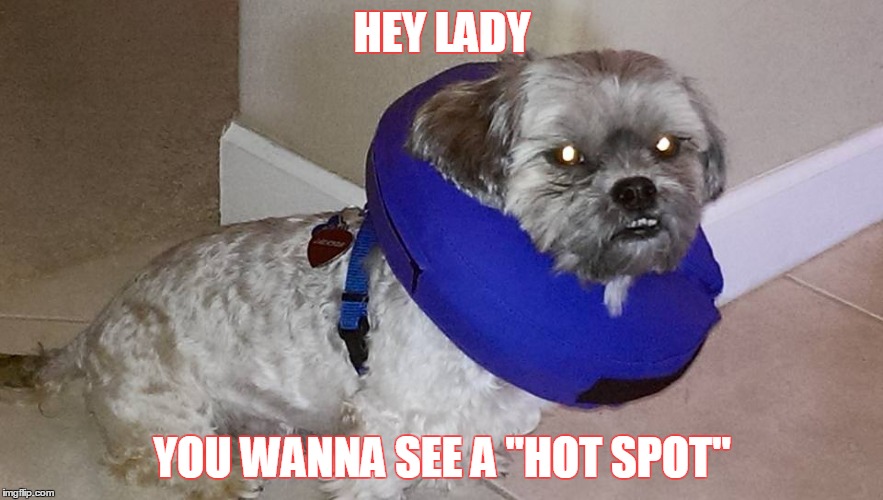 HEY LADY YOU WANNA SEE A "HOT SPOT" | image tagged in dog fun,mad dog | made w/ Imgflip meme maker