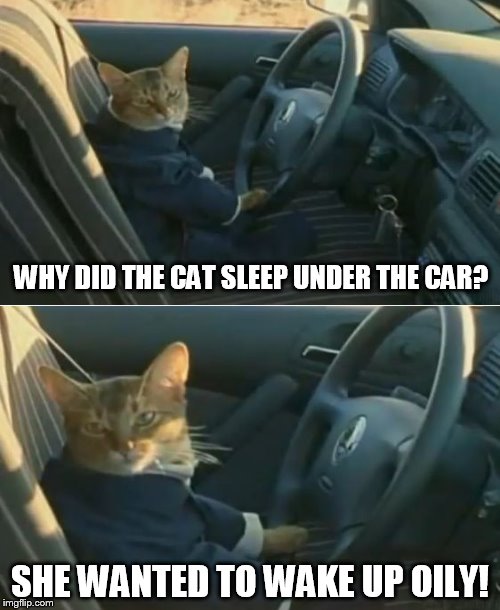 Boat Cat in Car | WHY DID THE CAT SLEEP UNDER THE CAR? SHE WANTED TO WAKE UP OILY! | image tagged in boat cat in car,memes,i should buy a boat cat | made w/ Imgflip meme maker
