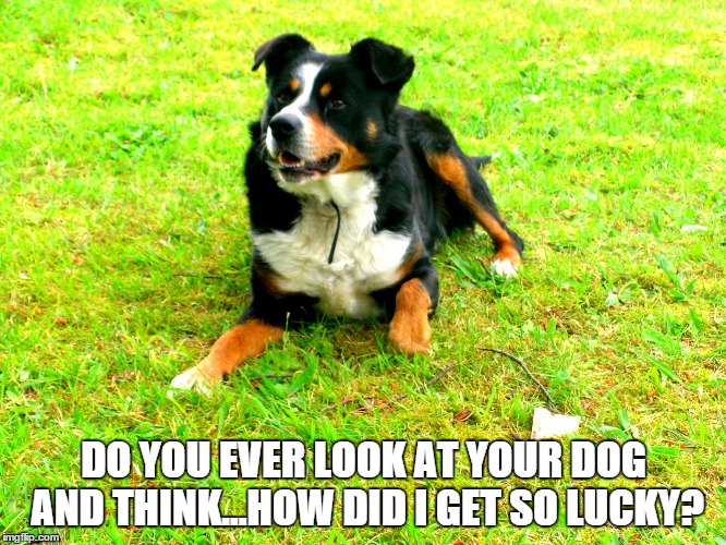 DO YOU EVER LOOK AT YOUR DOG AND THINK...HOW DID I GET SO LUCKY? | image tagged in my buddy | made w/ Imgflip meme maker