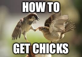 Or at least try to | HOW TO GET CHICKS | image tagged in memes,funny,birds,chicken,stupid | made w/ Imgflip meme maker