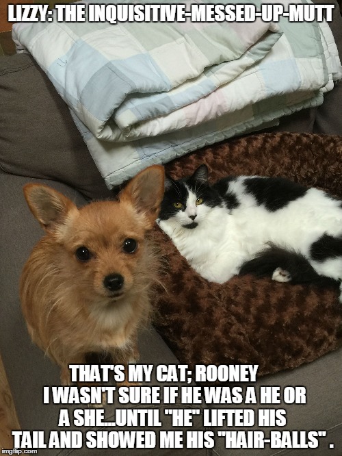 Lizzy: The Inquisitive-Messed-Up-Mutt | LIZZY: THE INQUISITIVE-MESSED-UP-MUTT THAT'S MY CAT; ROONEY      I WASN'T SURE IF HE WAS A HE OR A SHE...UNTIL "HE" LIFTED HIS TAIL AND SHOW | image tagged in funny,funny memes,funny dogs | made w/ Imgflip meme maker