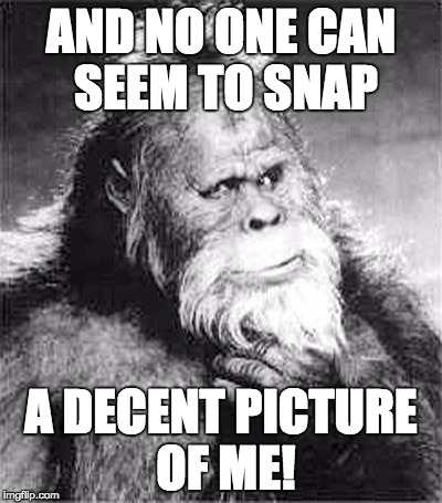 Bigfoot | AND NO ONE CAN SEEM TO SNAP A DECENT PICTURE OF ME! | image tagged in bigfoot | made w/ Imgflip meme maker
