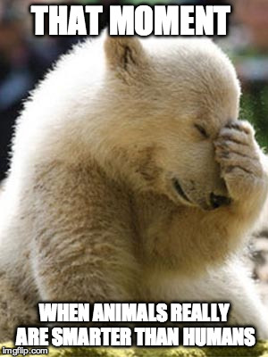 Facepalm Bear | THAT MOMENT WHEN ANIMALS REALLY ARE SMARTER THAN HUMANS | image tagged in memes,facepalm bear | made w/ Imgflip meme maker