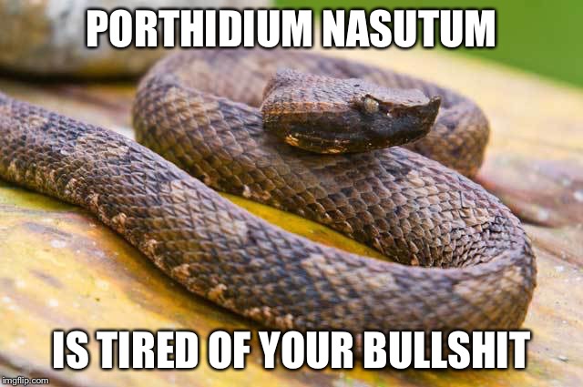 This just seemed like a funny picture of a snake, lol | PORTHIDIUM NASUTUM IS TIRED OF YOUR BULLSHIT | image tagged in porthidium nasutum,memes,snakes,snake | made w/ Imgflip meme maker