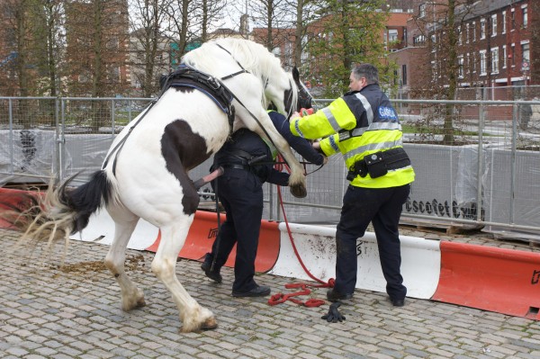 fuck the police Blank Meme Template