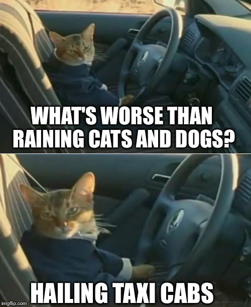 Boat Cat in Car | WHAT'S WORSE THAN RAINING CATS AND DOGS? HAILING TAXI CABS | image tagged in boat cat in car,memes,i should buy a boat cat | made w/ Imgflip meme maker