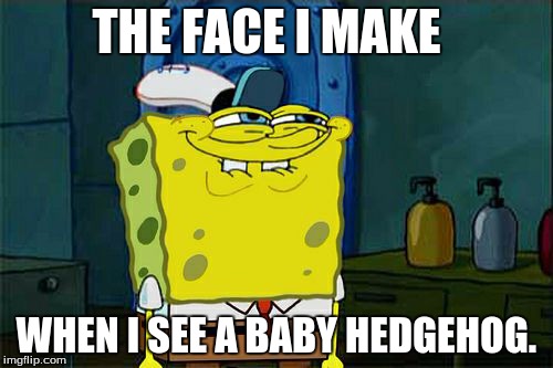 Don't You Squidward Meme | THE FACE I MAKE WHEN I SEE A BABY HEDGEHOG. | image tagged in memes,dont you squidward | made w/ Imgflip meme maker