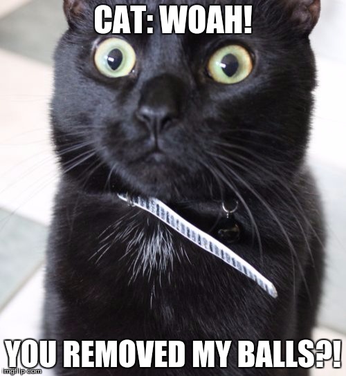 Woah Kitty | CAT: WOAH! YOU REMOVED MY BALLS?! | image tagged in memes,woah kitty | made w/ Imgflip meme maker