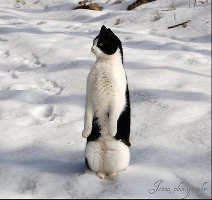 High Quality cat-penguin Blank Meme Template
