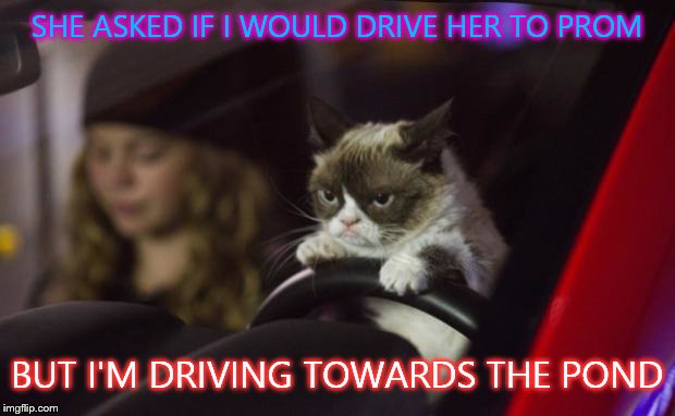 Grumpy Cat Driving | SHE ASKED IF I WOULD DRIVE HER TO PROM BUT I'M DRIVING TOWARDS THE POND | image tagged in grumpy cat driving | made w/ Imgflip meme maker