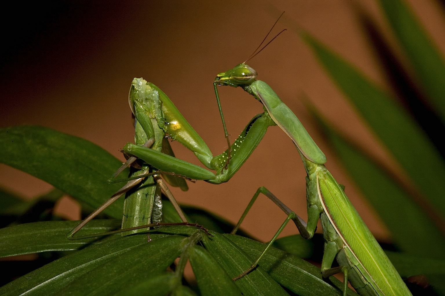 Mantis Cannibal Blank Meme Template