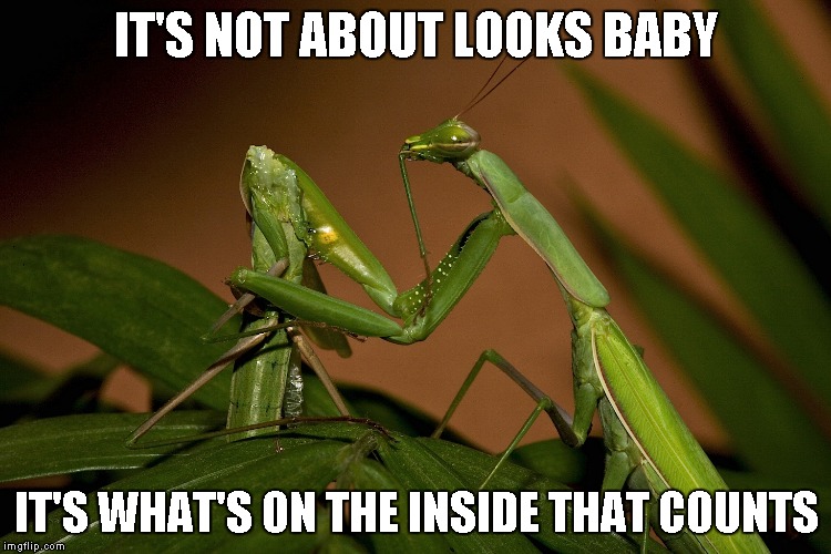 The Mantis love life can be a little rough. | IT'S NOT ABOUT LOOKS BABY IT'S WHAT'S ON THE INSIDE THAT COUNTS | image tagged in mantis cannibal,mantis,praying mantis,insects,funny | made w/ Imgflip meme maker