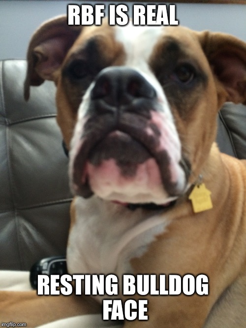RBF is real | RBF IS REAL RESTING BULLDOG FACE | image tagged in bulldog | made w/ Imgflip meme maker
