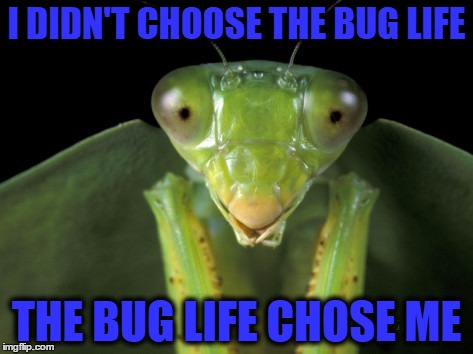 I DIDN'T CHOOSE THE BUG LIFE THE BUG LIFE CHOSE ME | made w/ Imgflip meme maker