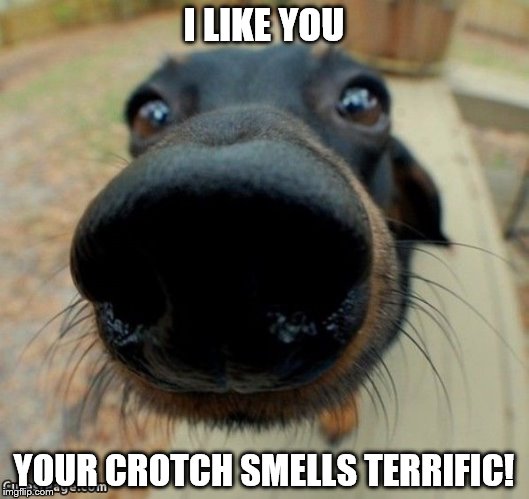 Dog sniff | I LIKE YOU YOUR CROTCH SMELLS TERRIFIC! | image tagged in dog,nose,close-up,sniff,smell,crotch | made w/ Imgflip meme maker