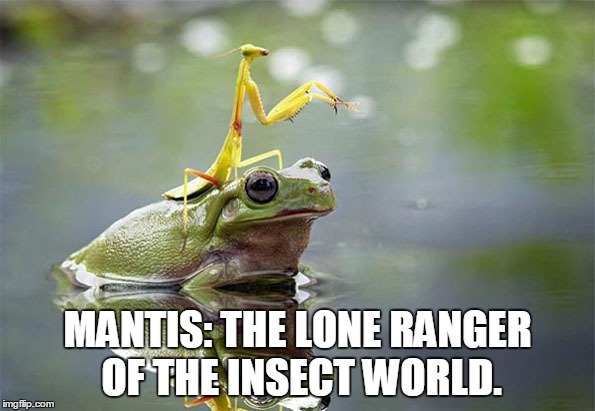 All these mantis memes making the front page made me thinking i should get in on the action. | MANTIS: THE LONE RANGER OF THE INSECT WORLD. | image tagged in memes,praying mantis | made w/ Imgflip meme maker