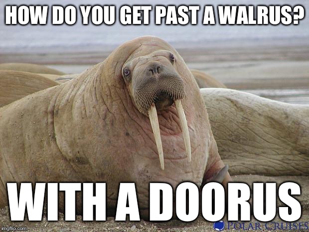 Probably the worst pun in the entire world | HOW DO YOU GET PAST A WALRUS? WITH A DOORUS | image tagged in walrus,memes | made w/ Imgflip meme maker