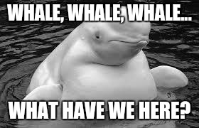 Whale | WHALE, WHALE, WHALE... WHAT HAVE WE HERE? | image tagged in whale | made w/ Imgflip meme maker