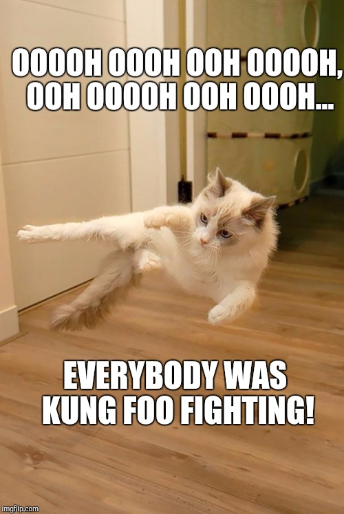 Kung foo kitty | OOOOH OOOH OOH OOOOH, OOH OOOOH OOH OOOH... EVERYBODY WAS KUNG FOO FIGHTING! | image tagged in memes | made w/ Imgflip meme maker