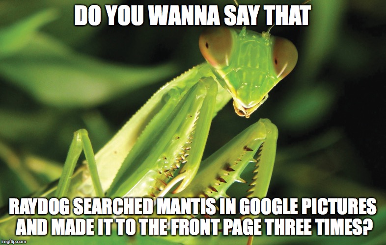 urgot to be kidding me | DO YOU WANNA SAY THAT RAYDOG SEARCHED MANTIS IN GOOGLE PICTURES AND MADE IT TO THE FRONT PAGE THREE TIMES? | image tagged in mantis,willy wonka | made w/ Imgflip meme maker