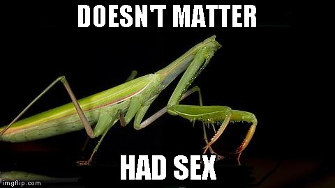 Mantis rough love life: Part 2 | DOESN'T MATTER HAD SEX | image tagged in headless mantis,mantis,insects,nature,praying mantis | made w/ Imgflip meme maker