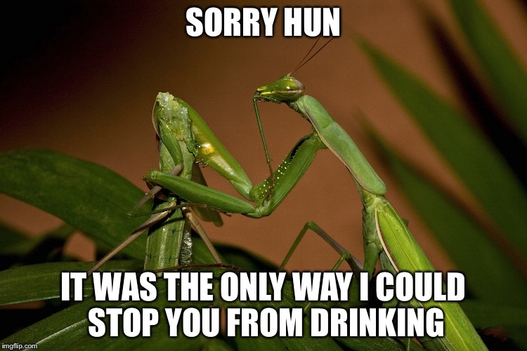 Mantis Cannibal | SORRY HUN IT WAS THE ONLY WAY I COULD STOP YOU FROM DRINKING | image tagged in mantis cannibal | made w/ Imgflip meme maker