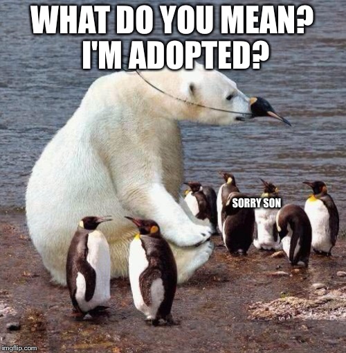 Totally lost my bearing | WHAT DO YOU MEAN? I'M ADOPTED? SORRY SON | image tagged in lost my bearing,adoption,bear,pinguin | made w/ Imgflip meme maker