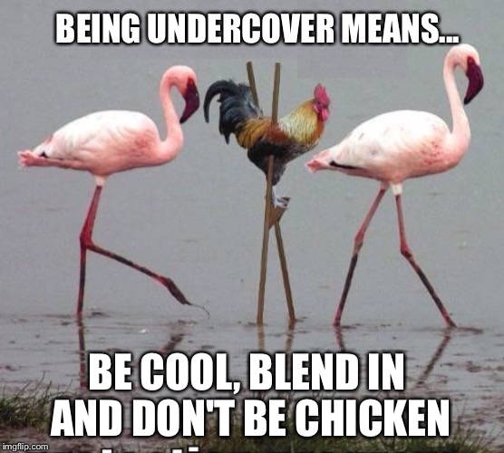 My cocky spy days | BEING UNDERCOVER MEANS... BE COOL, BLEND IN AND DON'T BE CHICKEN | image tagged in chicken,spy,cock | made w/ Imgflip meme maker